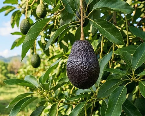 อะโวคาโดสายพันธุ์ Hass วัตถุดิบพรีเมียมสำหรับน้ำมันอะโวคาโดสกัดเย็น IMMOR